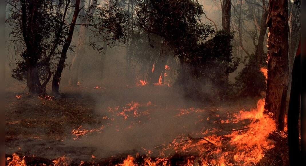 Western Australia burns 200,000 hectares a year for fire safety, but scientists say the policy may be eroding biodiversity in a global hotspot