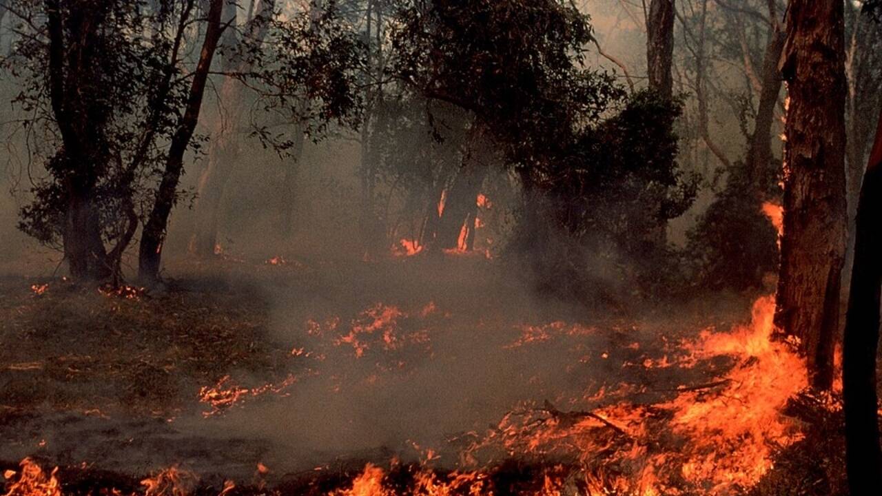 Western Australia burns 200,000 hectares a year for fire safety, but scientists say the policy may be eroding biodiversity in a global hotspot