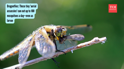 Dragonflies: These tiny 'aerial assassins' can eat up to 100 mosquitoes a day—even as larvae