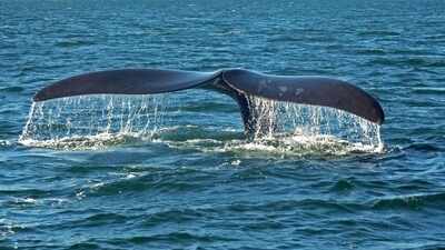 An underwater internet of sensors could soon watch every passing ship, helping protect endangered whales from invisible threats beneath the waves
