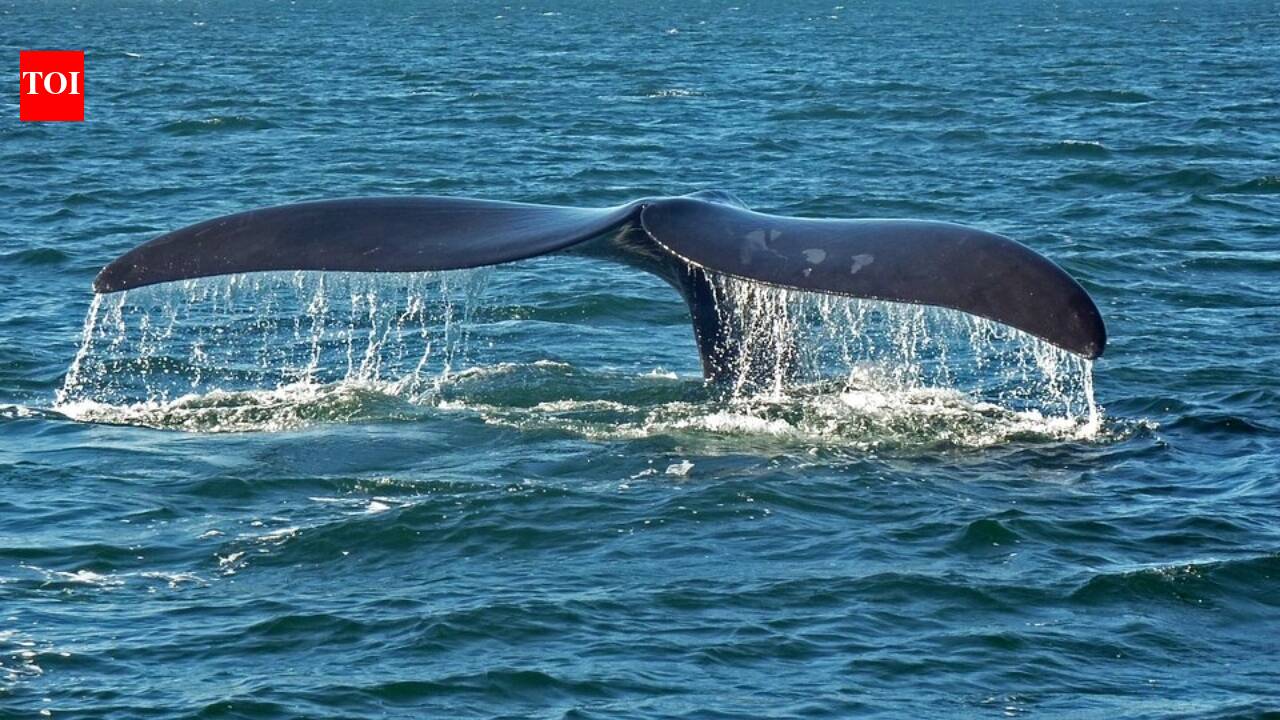 An underwater internet of sensors could soon watch every passing ship, helping protect endangered whales from invisible threats beneath the waves