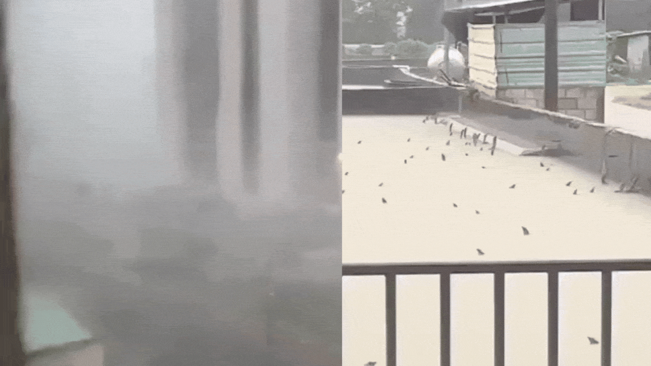 Slithering snakes, lakhs on the run: Twin typhoons batter China; scary visuals emerge