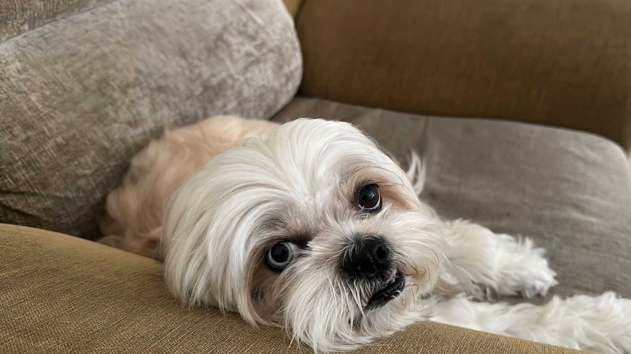 The 1949 Chinese Revolution nearly erased the Shih Tzu from China, and today every pedigree dog traces back to just 13 exported ancestors