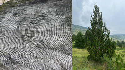 Ancient tree rings are a hidden archive of droughts, solar storms, and ...