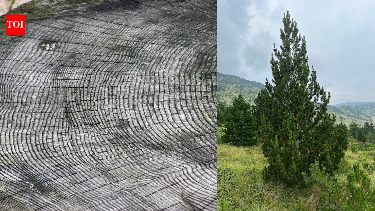 Ancient tree rings are a hidden archive of droughts, solar storms, and human history, and scientists say some can date events to the exact year