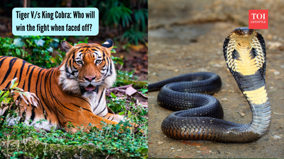 Tiger V/s King Cobra: Who will win the fight when faced off?