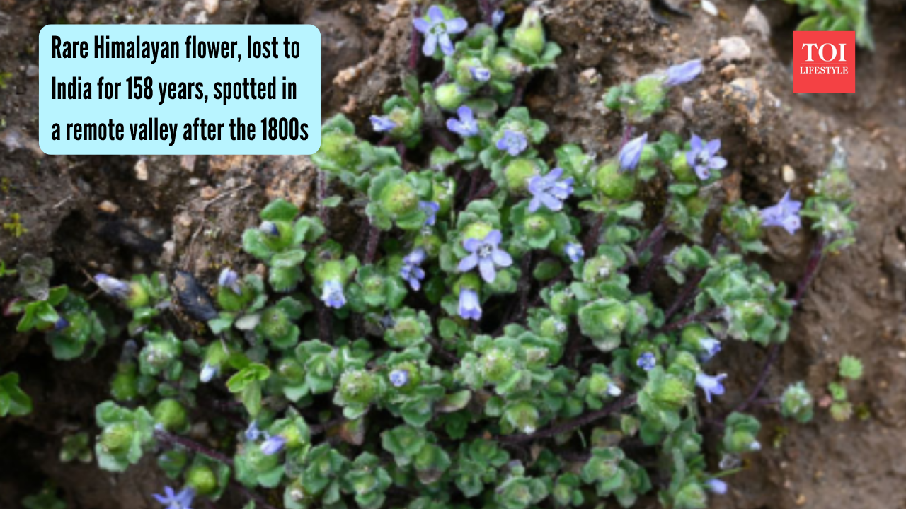 Rare Himalayan flower, lost to India for 158 years, spotted in a remote valley after the 1800s