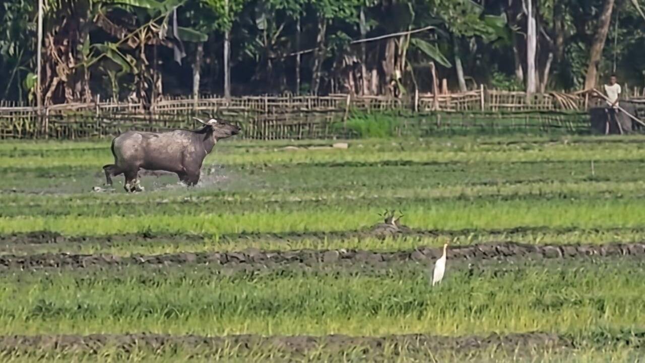 2 injured in wild buffalo attack at Dibrugarh’s Khowang village