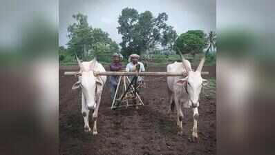 Rain eases in Belagavi; bridges reopen, farm activity picks up