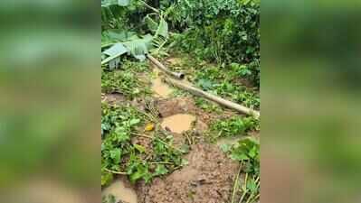 Wild elephants damage crops, triggers panic in Madikeri villages