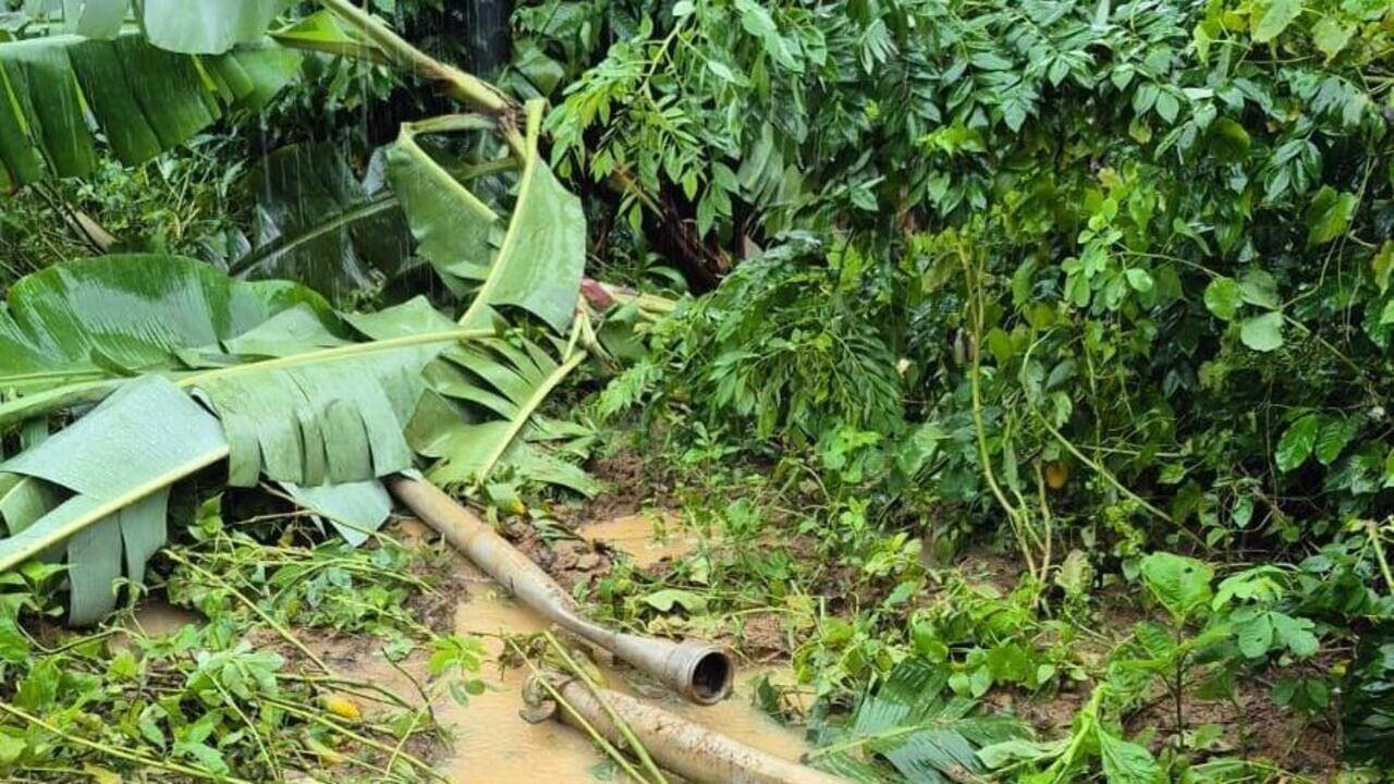 Wild elephants damage crops, triggers panic in Madikeri villages