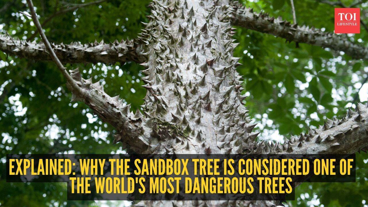 This tree is one of the most dangerous in the world-- it can explode, stab and poison