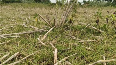 Kumarapalayam farmers struggle as crops wither without water