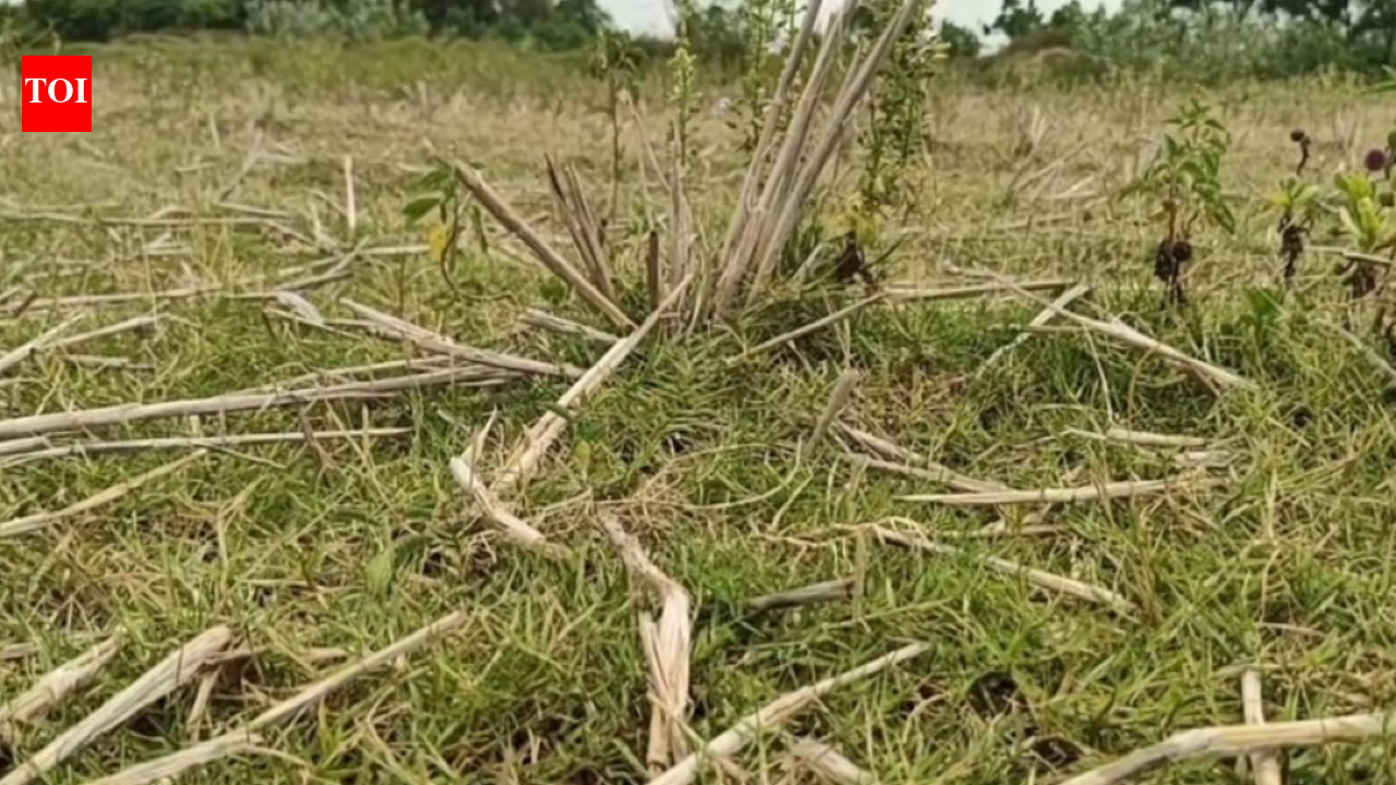 Kumarapalayam farmers struggle as crops wither without water