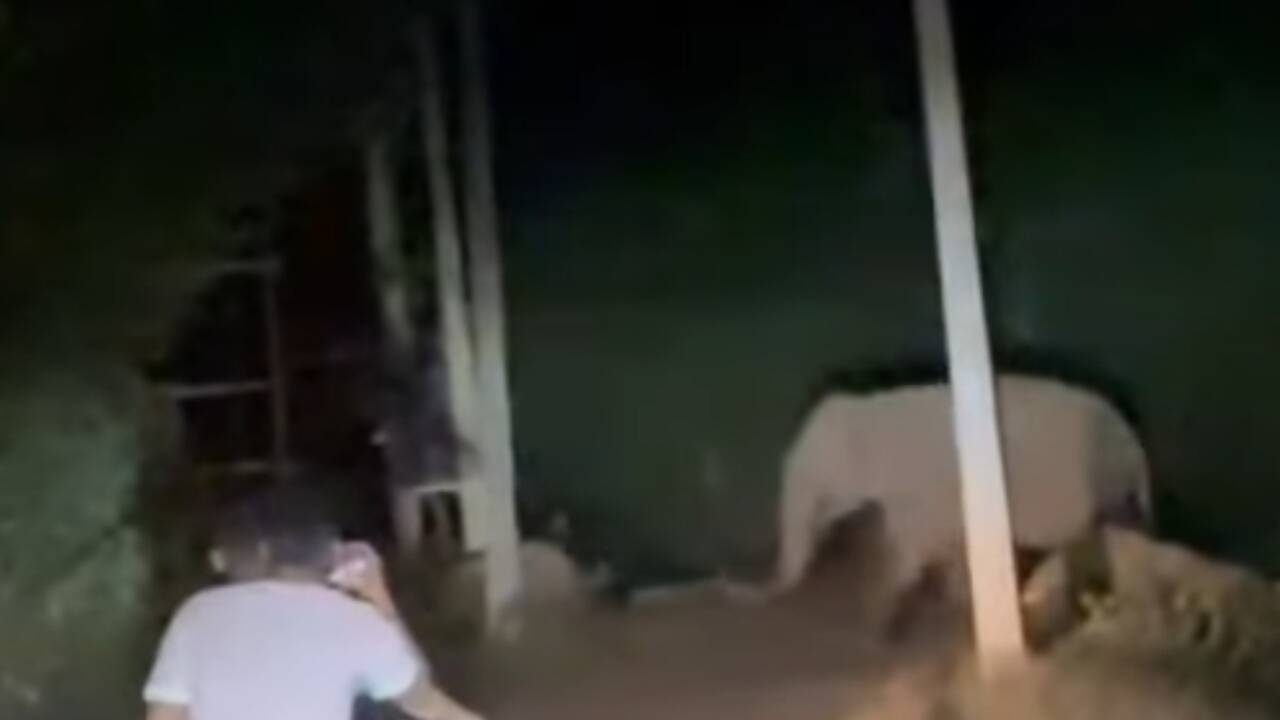 Man trampled to death by elephants in Hazaribag