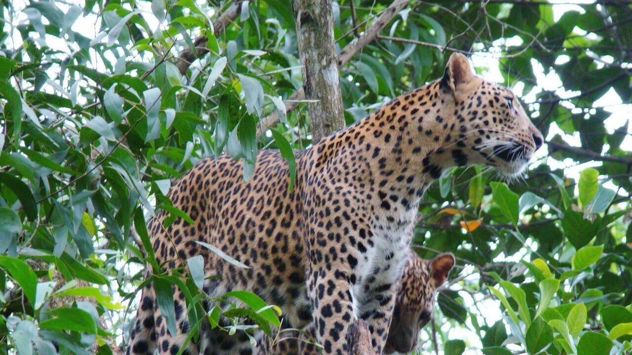 Leopard spotted near Alipiri footpath, Tirumala devotees asked to trek in batches
