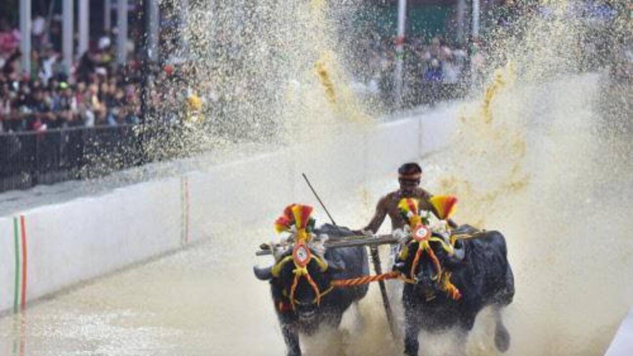 Kambala at Mysuru Dasara? Proposal pits cultural inclusion against tradition