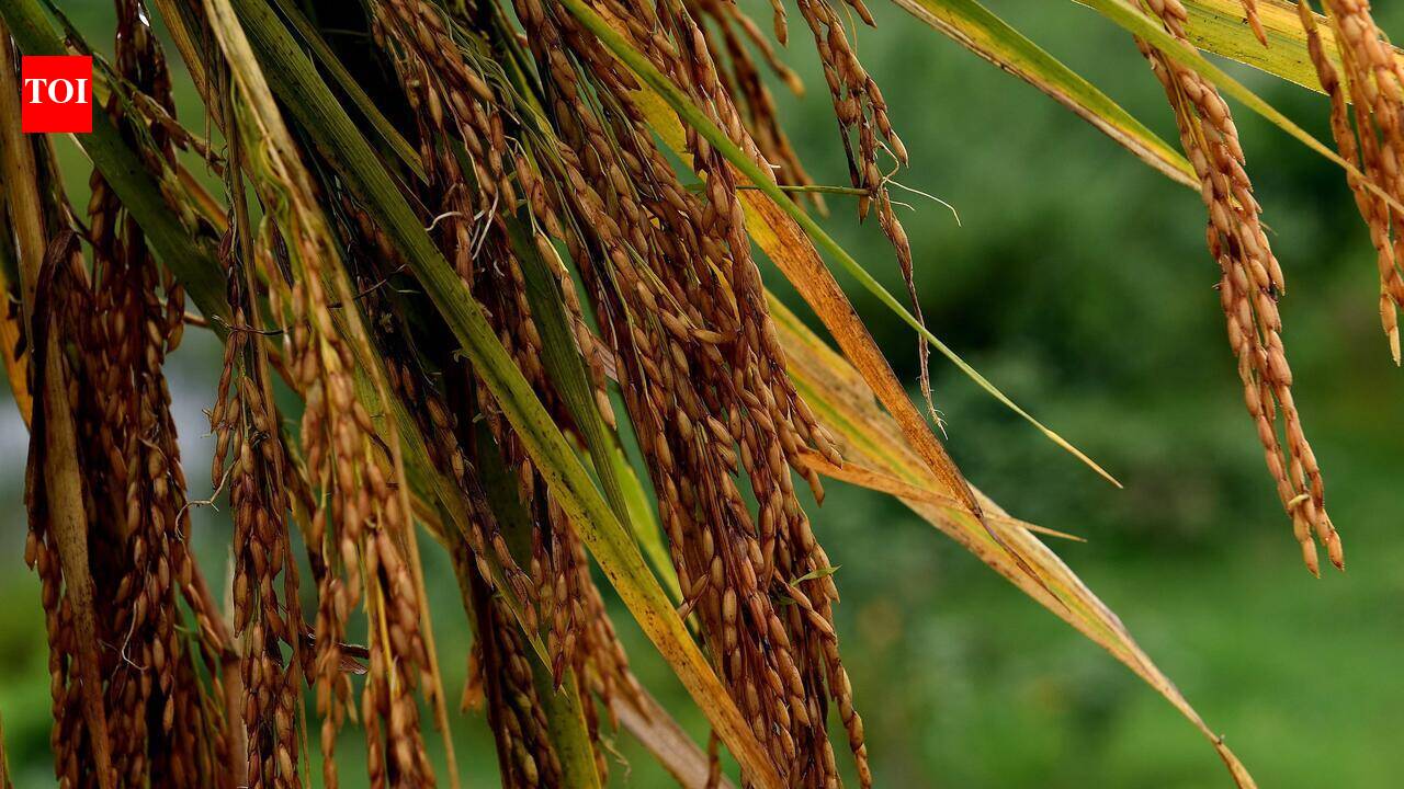 Farmers in Palakkad yet to receive payment for paddy procured by Supplyco