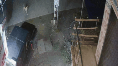 Watch: Gang uses Thar to uproot ATM, escapes with cash in Odisha