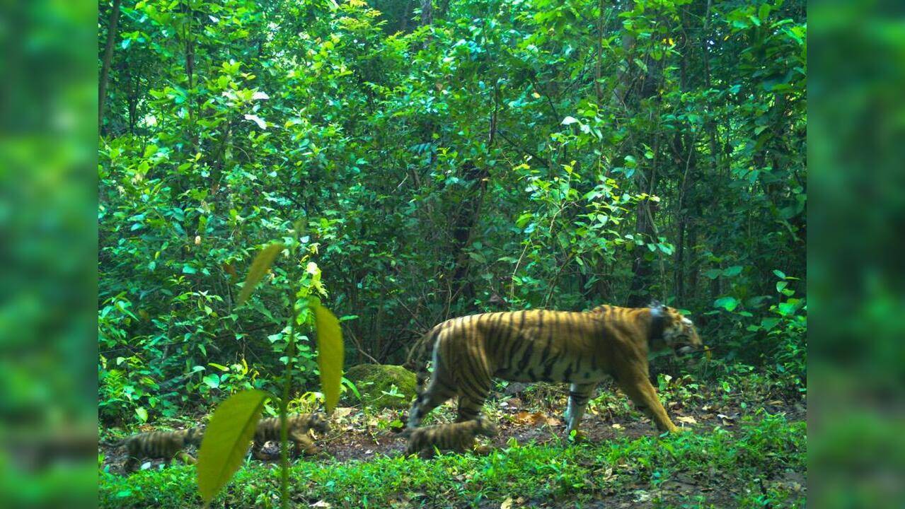 महाराष्ट्र सरकारने व्याघ्र संवर्धन समितीची पुनर्रचना केली