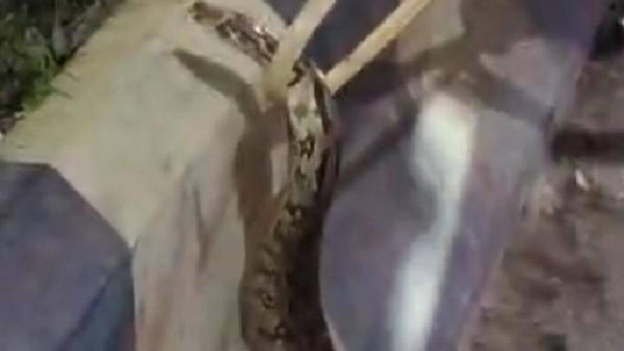 GT Road’s slithering commuter brings traffic to a halt