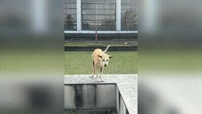 Caged dog at IIM-Calcutta dies without proper treatment, sparks outrage