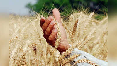 How floods, heat stress impacted Punjab’s wheat yield