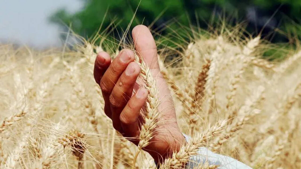 How floods, heat stress impacted Punjab's wheat yield