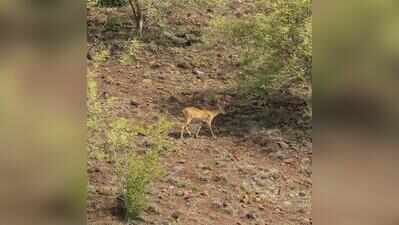 Rare four-horned antelope spotted on Pune hills after over 20 years