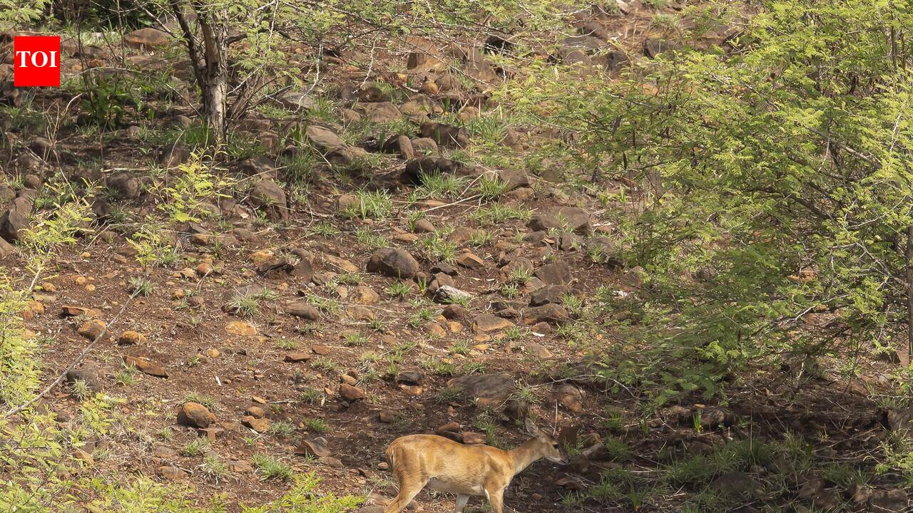 Rare four-horned antelope spotted on Pune hills after over 20 years