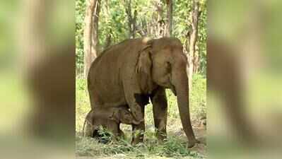 HC raps TN for delay in notifying elephant corridors; orders quick completion