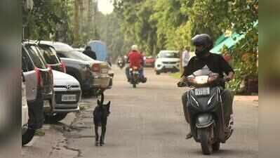 Stray dog attacks surge in Pkl, over 7,000 cases in five months