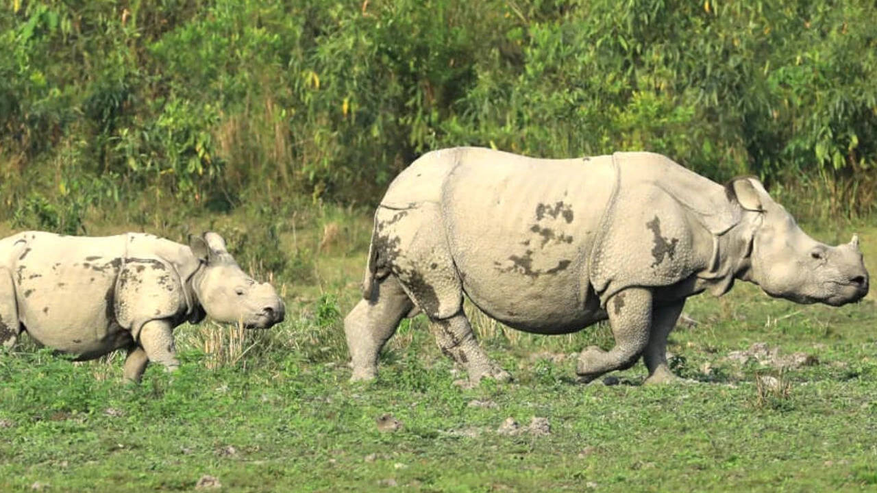 Rhino population in UP's Dudhwa Tiger Reserve rises to 53, 4th census records net growth