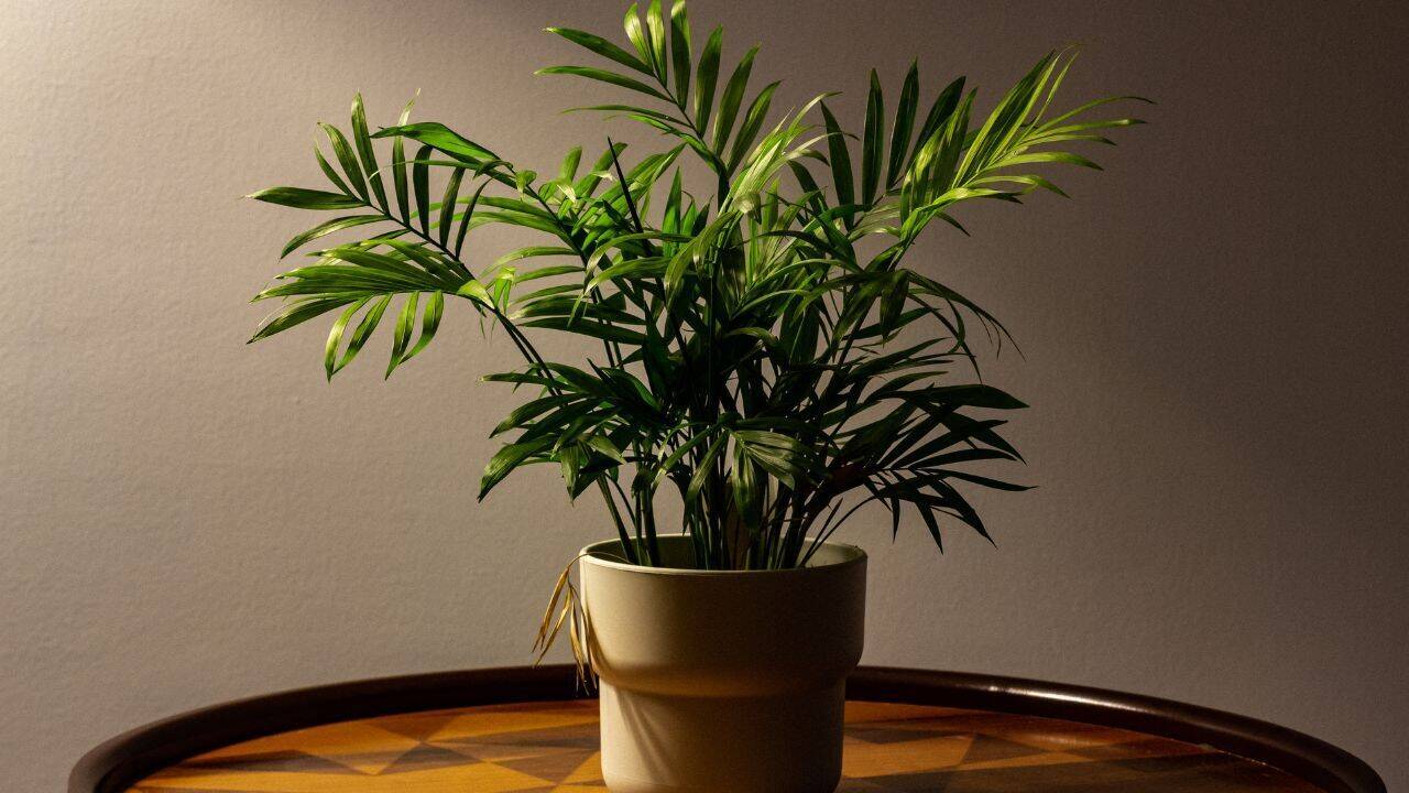 Forget sunlight! These plants actually prefer the dark!