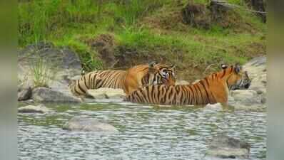 Rehabilitated tiger RVT 07 thrives in Ramgarh Vishdhari Reserve