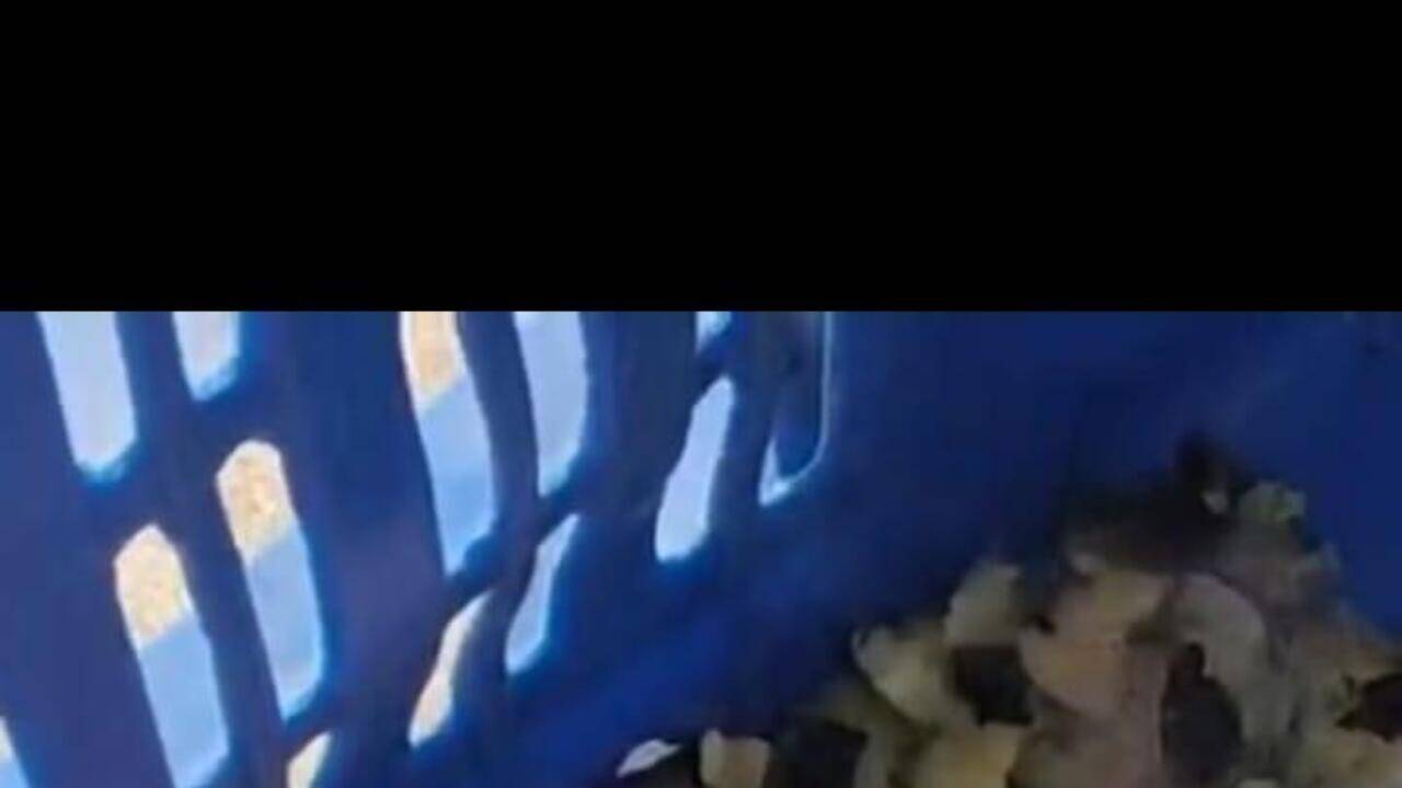 Rats found roaming inside quick commerce store in Ghansoli, video goes viral