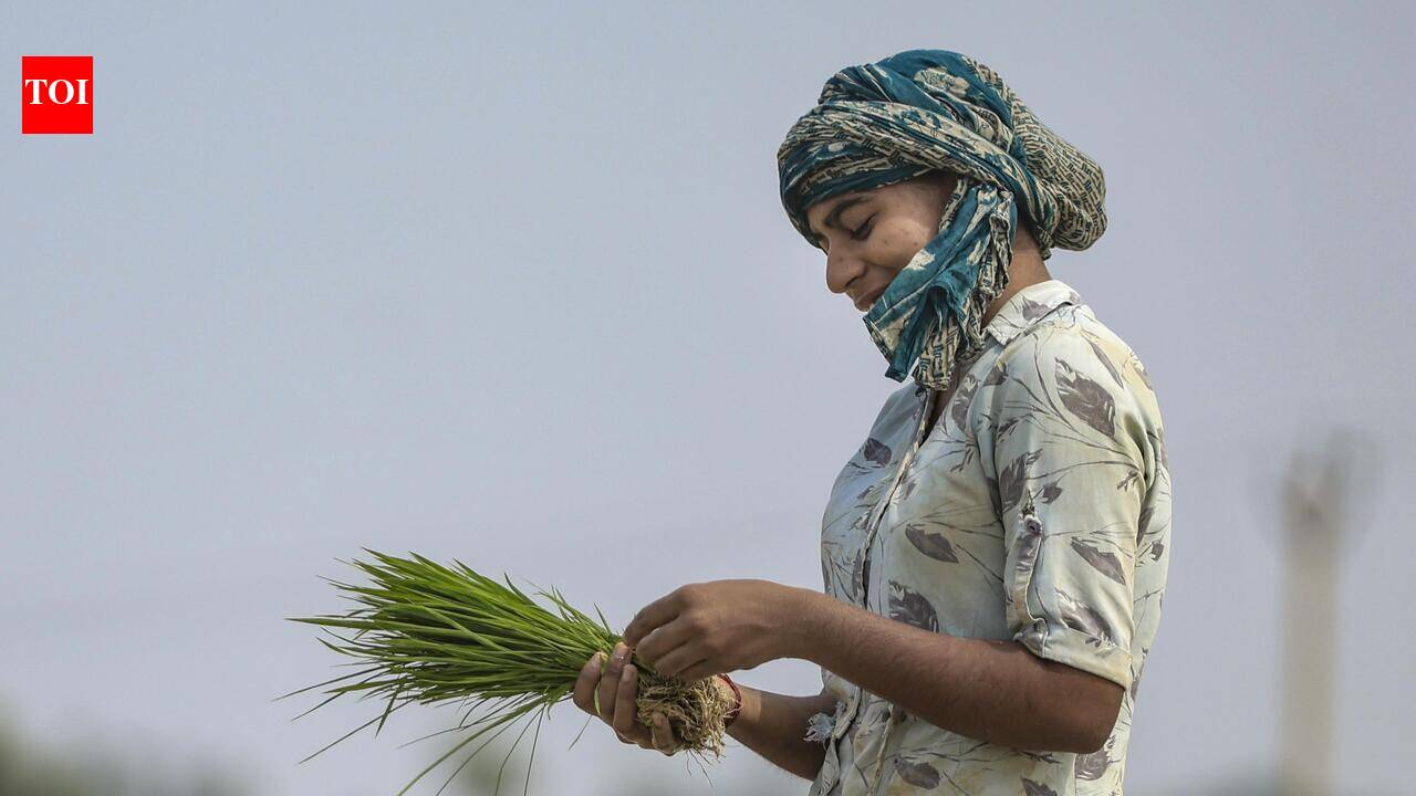 Sultry weather continues, farmers wait for showers to plough paddy