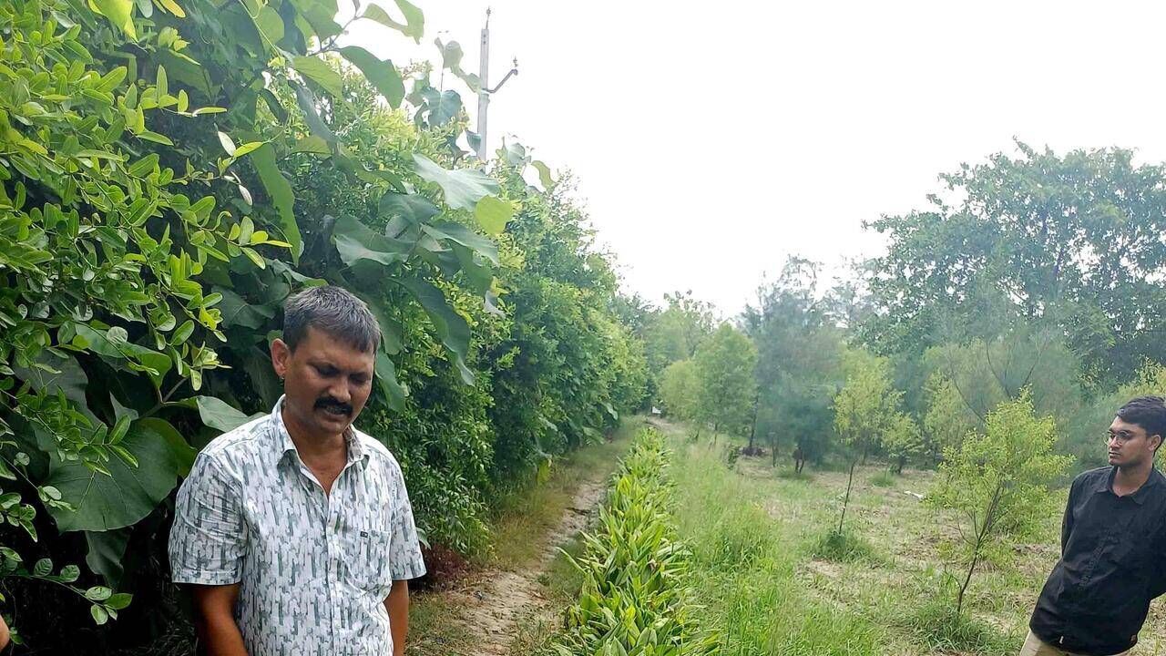 Black turmeric farming, a new buzz among Bundelkhand farmers