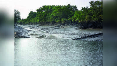 BIS set to unveil India’s first mangrove restoration standards