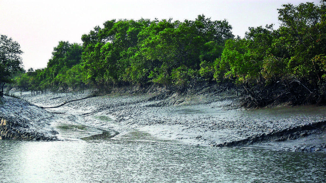 BIS set to unveil India’s first mangrove restoration standards
