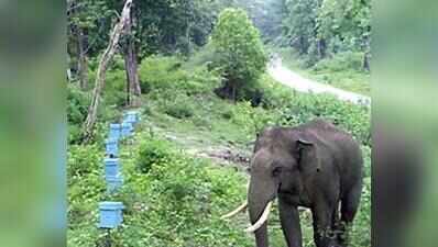 Don’t allow sealed resort buildings in elephant corridor to be used commercially: NGT