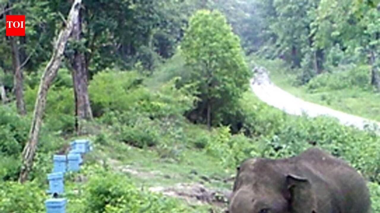 Don’t allow sealed resort buildings in elephant corridor to be used commercially: NGT