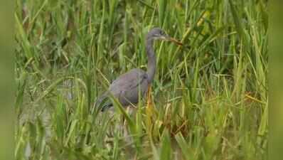 Bird found in southern coasts spotted in Gurgaon