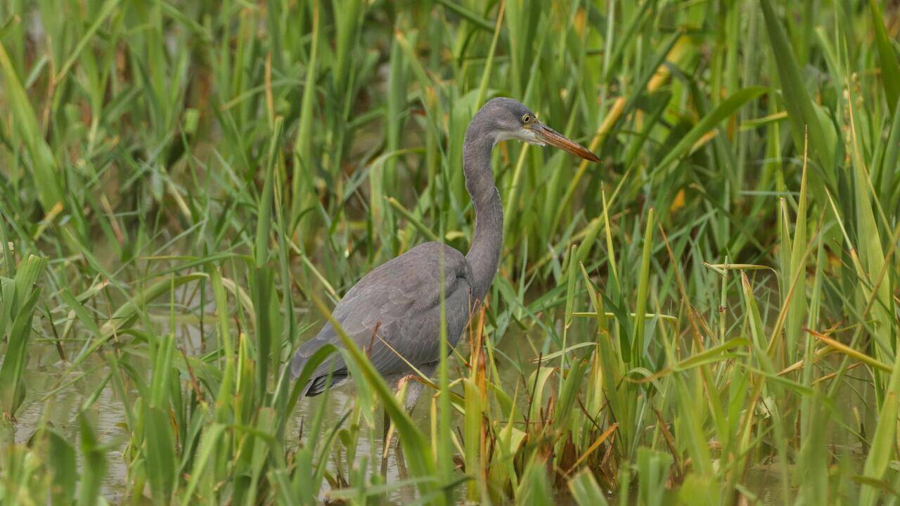 Bird found in southern coasts spotted in Gurgaon