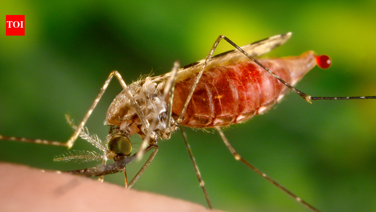 Mosquito menace surges across Pune as monsoon creates ideal breeding conditions