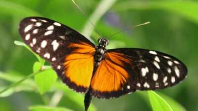  New study uncovers surprising longevity secrets from butterflies