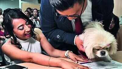  'Paw-sitive' start as pets serve as witnesses in Ecuador weddings