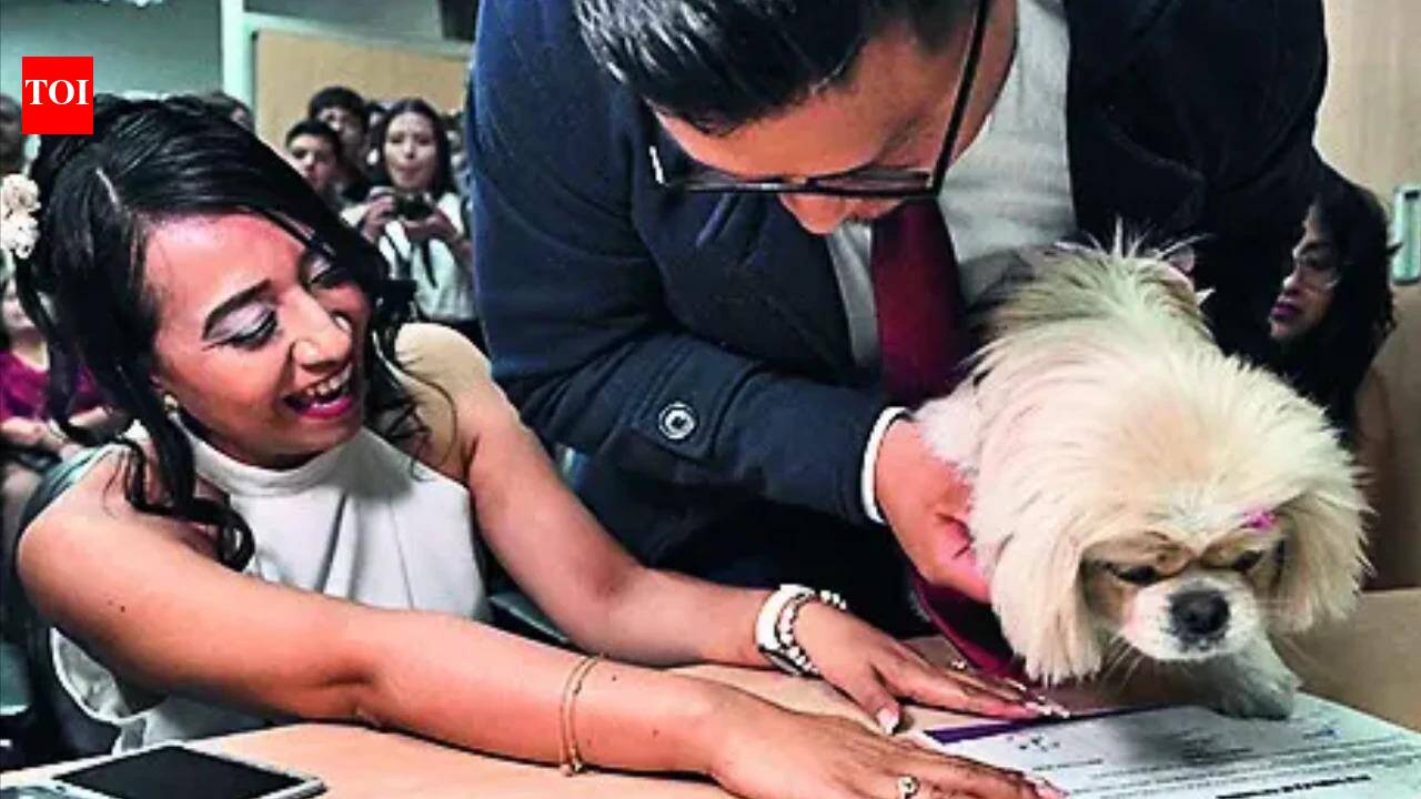 Till death do us bark: 'Paw-sitive' start as pets serve as witnesses in Ecuador weddings