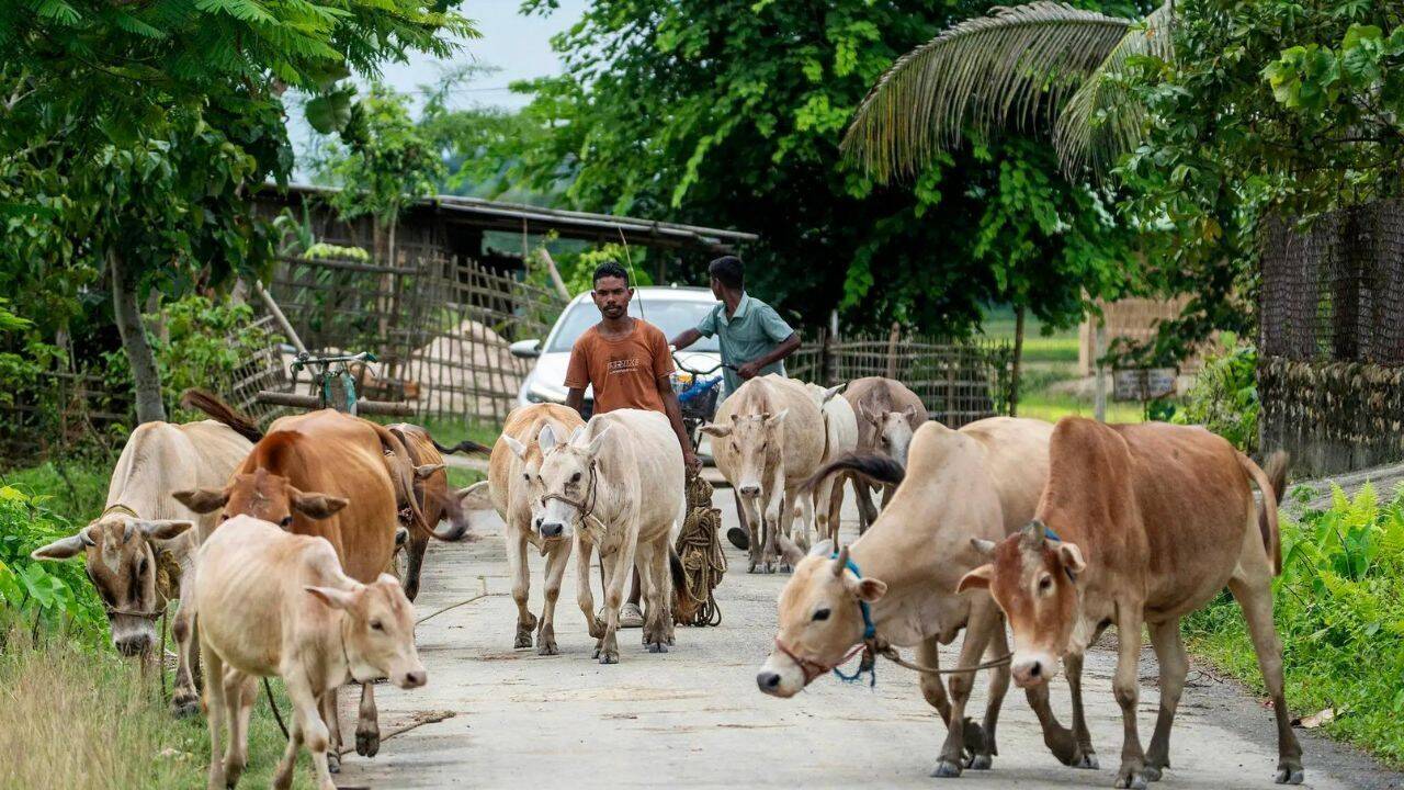 SC stays Madras HC order directing total ban on cow slaughter during Bakrid