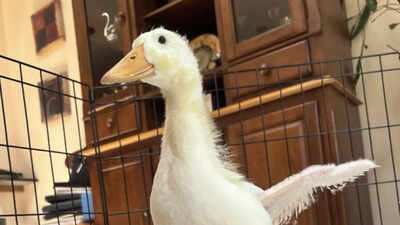  A smart duckling who aided her own rescue in a Brooklyn park by chasing humans every day